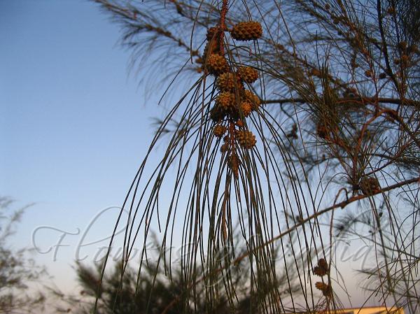 Whistling Pine